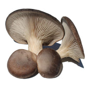 SETA DE CARDO