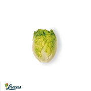 Lechuga cogollo p-3u 500 gramos aprox.